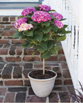 10" Hydrangea Floral Tree